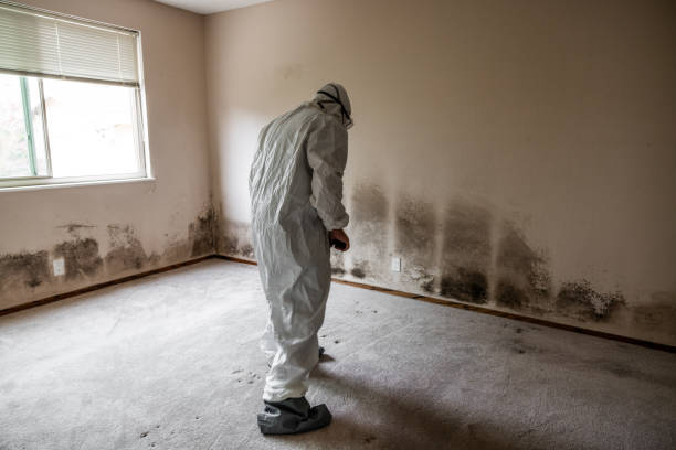 Mold Removal for HVAC Installations in Ripley, MS